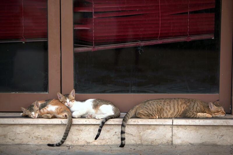 Animal welfare volunteers anticipate the number of complaints to rise as more cats are abandoned by their owners over the summer. Amy Leang / The National