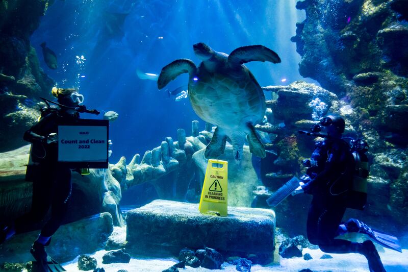 Wednesday also saw aquarists at the Sea Life London Aquarium conduct the annual 'count and clean' exercise at the London attraction. PA
