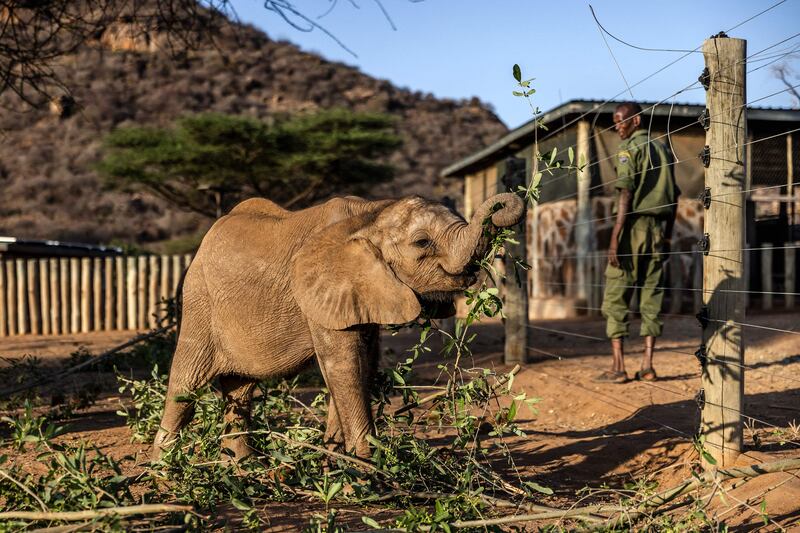 An elephant calf at Reteti Elephant Sanctuary, Samburu, Kenya, where severe drought has not only put millions of people on the brink of starvation, but is also threatening the rich biodiversity in the region. AFP