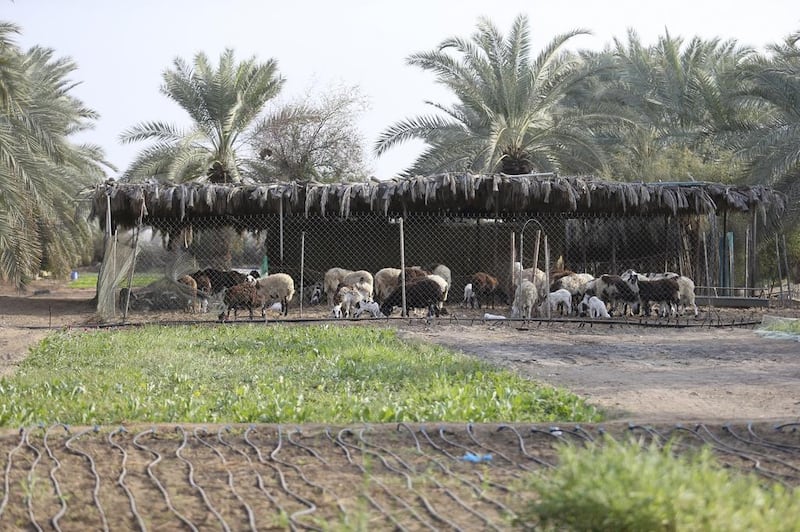 “The driver goes every day to get the fresh milk. The animals are a hobby for me. I know people living here for more than 10 years, and they have meat at my house and they say it’s the best meat here,” says Al Owais.