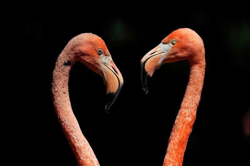 Flamingos in their enclosure at Hellabrunn Zoo in Munich, Germany. Matthias Schrader / AP Photo