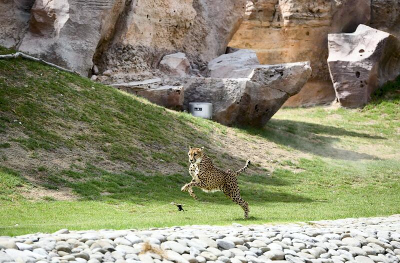 Abu Dhabi, United Arab Emirates - The ÔCheetah RunÕ is to provide positive reinforcement training, and once the training is complete the animal is rewarded with food at Al Ain Zoo. Khushnum Bhandari for The National