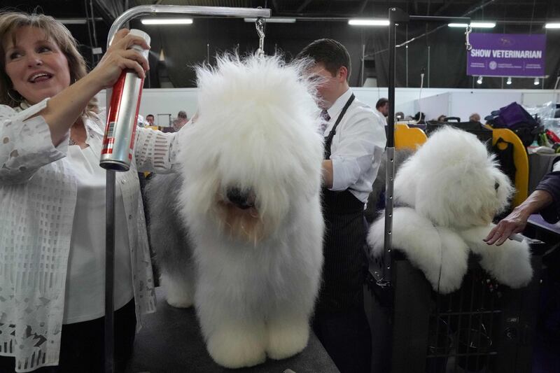 A handler and her Old English Sheepdog prepare in the benching area. Photo: AFP