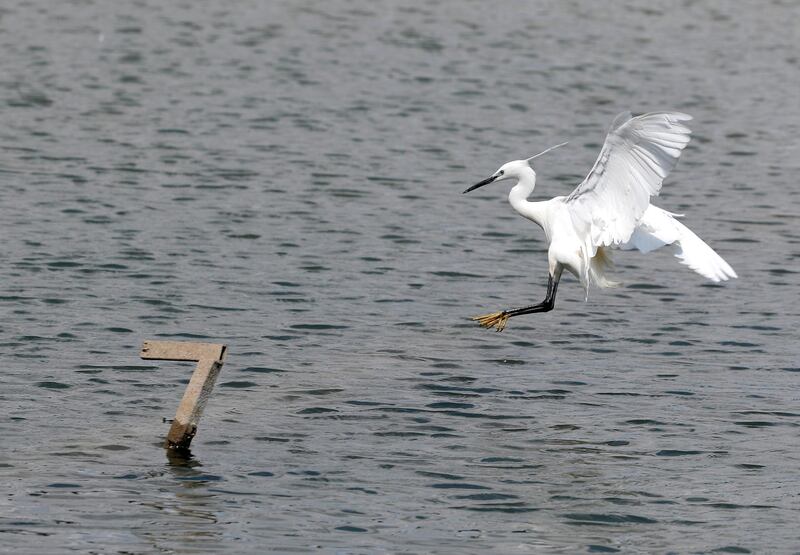 A white heron flies over the Sava river on a sunny day in Belgrade, Serbia. AP Photo