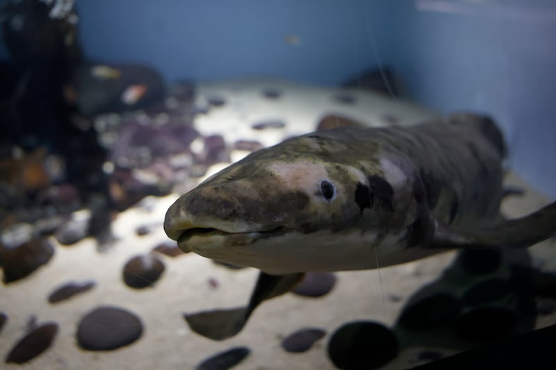 The primitive freshwater fish can breath on land and in water. Methuselah came to San Francisco on a steamship from Queensland, Australia, in 1938 and the details of where she was was collected or who supplied her to the Aquarium are unknown. Biologists are unsure whether Methuselah is a male or female. EPA
