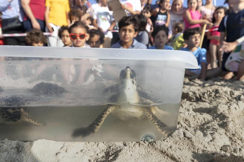 ABU DHABI, UNITED ARAB EMIRATES. 24 APRIL 2019. Turtle release at the Jumeirah at Saadiyat Island Resort. (Photo: Antonie Robertson/The National) Journalist: None. Section: National.