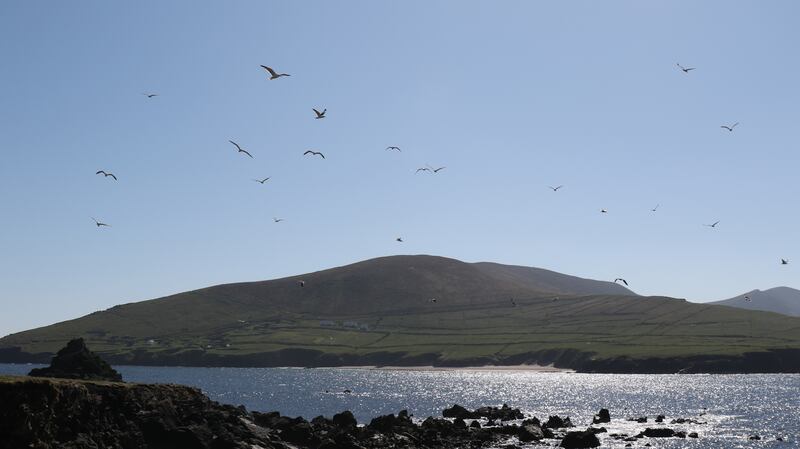 Seabirds over the Great Blasket Island.