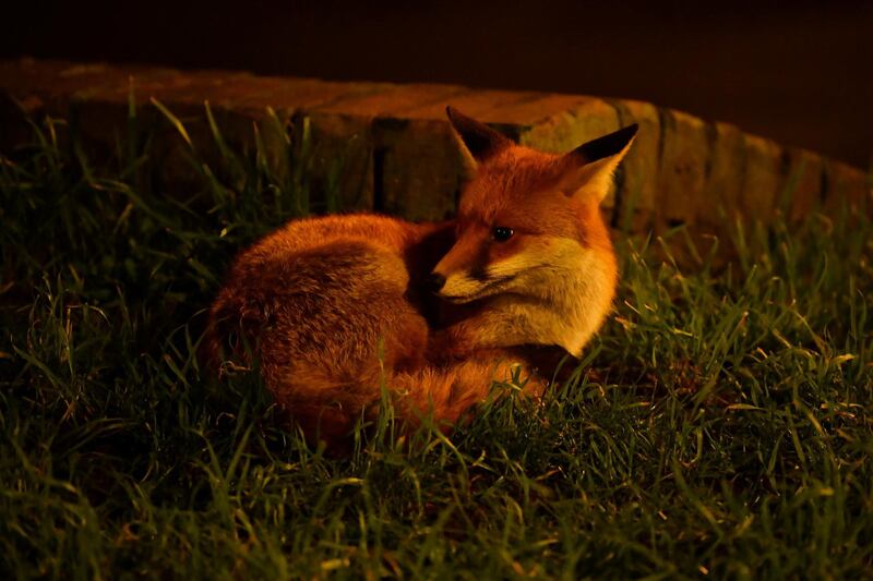 A town fox is curled up beside a busy side street in north London, Britain. Reuters