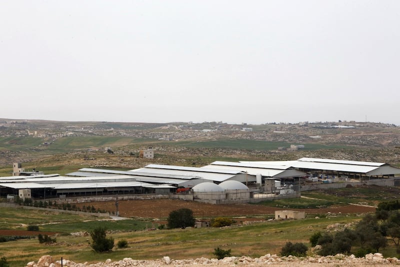 A picture taken on April 10, 2017 shows a general view of the Jebrini dairy farm in the West Bank town of Hebron, where cow dung is used to produce electricity as an alternative power source. - Power comes in many forms, but Palestinian cattle farmer Kamal al-Jebrini's family looked to where others may fear to tread for a new source of it: cow dung. The family has begun recycling waste from its cows to produce electricity for one of the largest Palestinian dairy plants and even to provide power to some houses.
The project in the occupied West Bank is the first of its kind in the Palestinian territories, where renewable energy usually means solar panels. (Photo by HAZEM BADER / AFP)