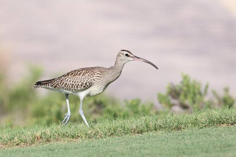 The Steppe Whimbrel spotted on Saadiyat Island in late August. There is estimated to be just 100 surviving today