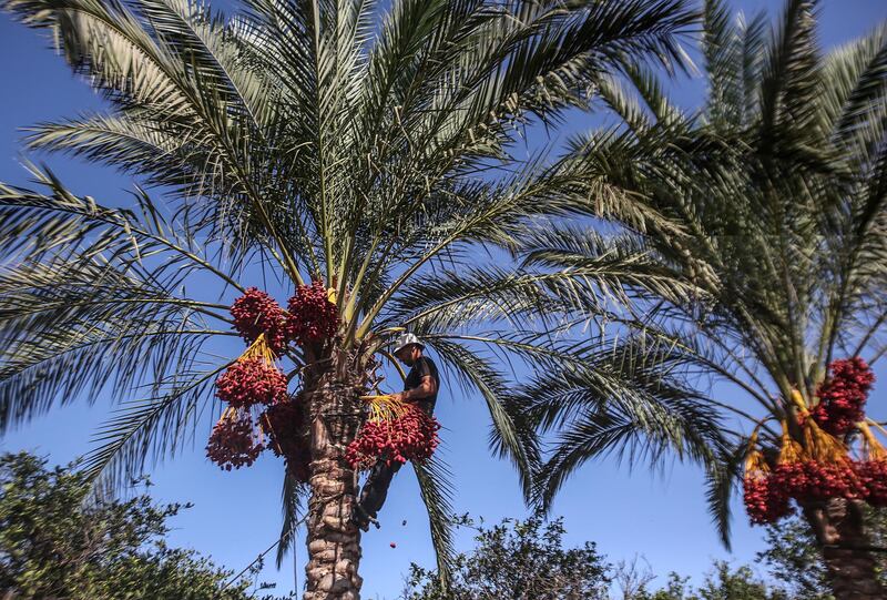 Palestinians pick red dates from palm trees, in Deir al Balah town, the central Gaza Strip.  EPA