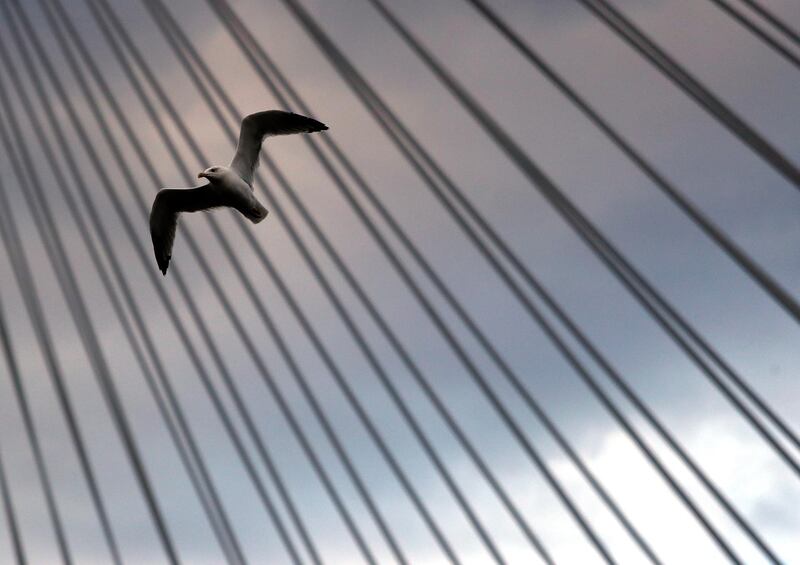 A gull flies under a bridge on the Sava river in Belgrade, Serbia. AP Photo