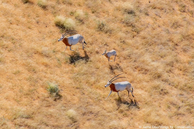Scimitar-horned oryx was declared extinct as a species in the wild by the International Union for the Conservation of Nature in 2000. 