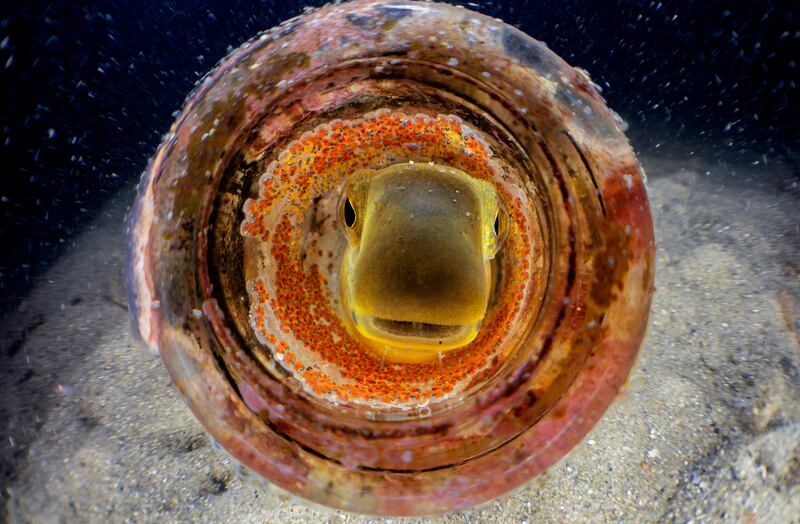 Bronze medal, People and Nature: a discarded beer bottle as the home of a blenny nest, Chowder Bay, New South Wales, Australia, by Gaetano Gargiulo, Australia.