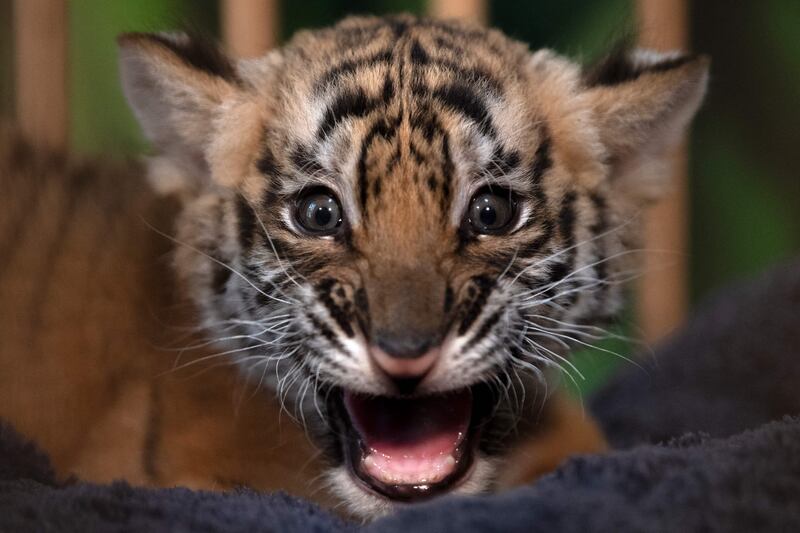 A picture taken on February 17, 2024 shows a Bengal Tiger cub born in captivity at the “Reserva La Pequena Africa” in Jimena de la Frontera, near Cadiz.  The baby bengal tiger was born on December 29, 2023.  Tigers are classified as endangered on the Red List of threatened species prepared by the IUCN (International Union for Conservation of Nature).  Of the nine subspecies that existed, only six remain today: the Bengal tiger, the Amur tiger, the South China tiger, the Sumatran tiger, the Indochina tiger and the Malayan tiger.  (Photo by JORGE GUERRERO  /  AFP)