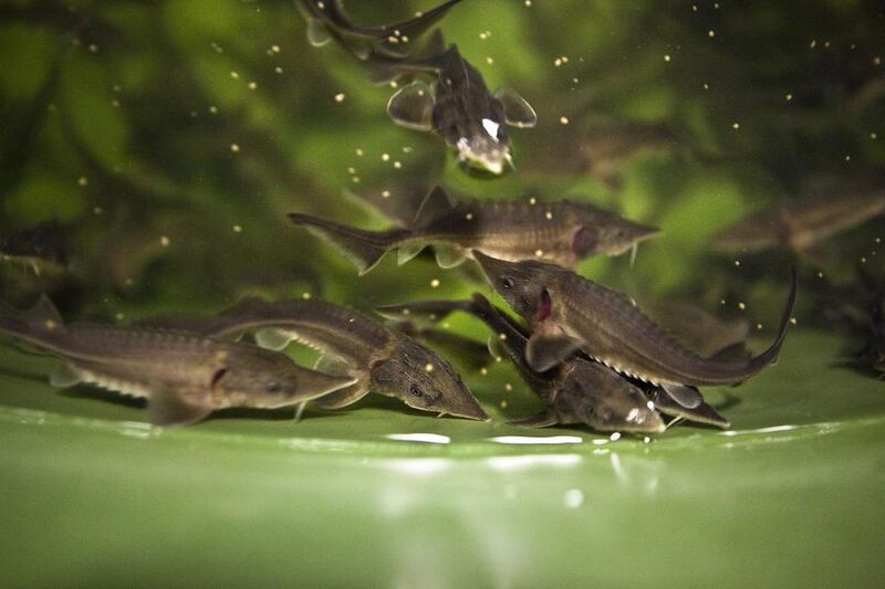 Young sturgeon at a farm in Mussafah, Abu Dhabi. Silvia Razgova / The National