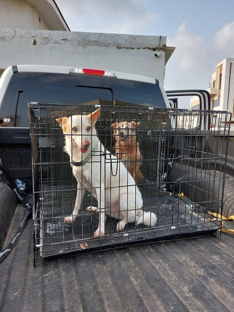 The dogs will remain with volunteers until the villa is cleared of water. 