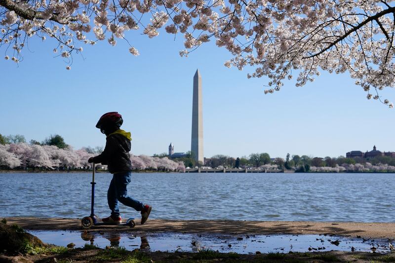 A child rides a scooter under blooming Yoshino cherry trees on the edge of the Tidal Basin in Washington. AP