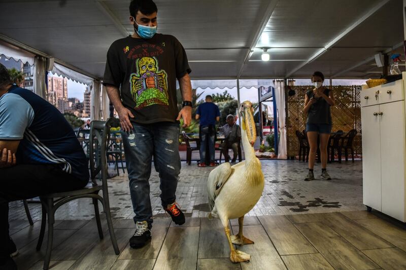 Omar Al Oud, son of Abou Mounir Fish cafe's proprieter walks through the restaurant with Ovi the pelican. Elizabeth Fitt for The National