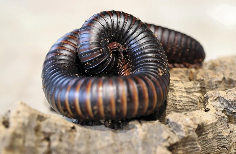 Dubai, United Arab Emirates - July 03, 2019: Giant African millipede. The Green Planet for Weekender. Wednesday the 3rd of July 2019. City Walk, Dubai. Chris Whiteoak / The National