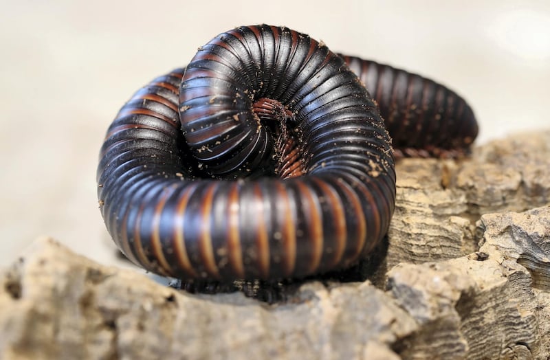 Dubai, United Arab Emirates - July 03, 2019: Giant African millipede. The Green Planet for Weekender. Wednesday the 3rd of July 2019. City Walk, Dubai. Chris Whiteoak / The National