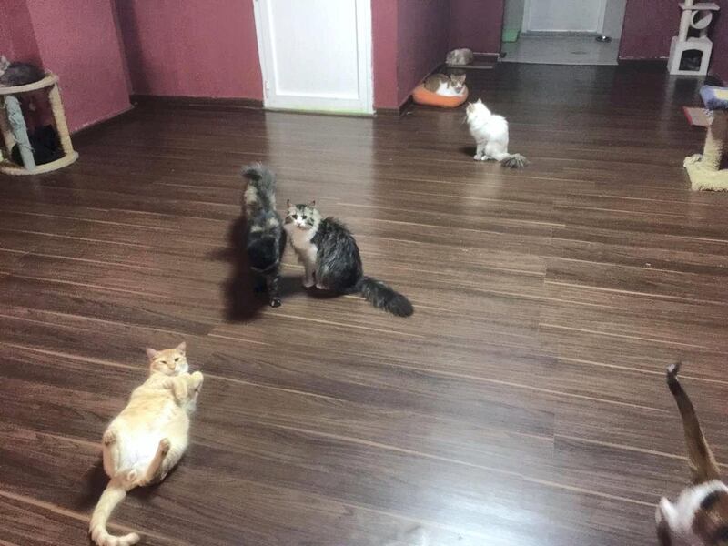The venue currently has 25 cats. Ailuromania Cafe