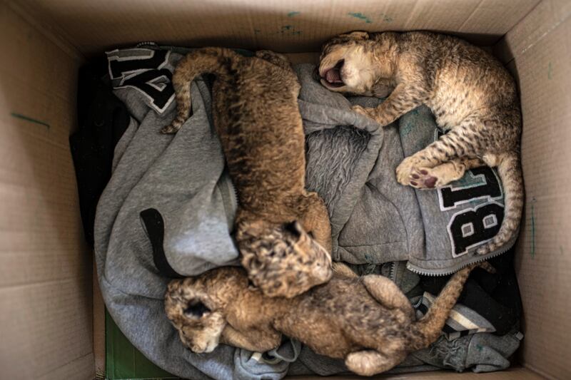 Three newborn lion cubs in a cardboard box at Nama zoo in Gaza city. AP