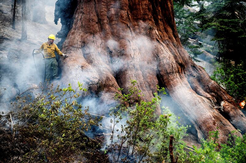 A firefighter protects a sequoia tree, as the Washburn fire burns in Yosemite National Park, California, US. AP