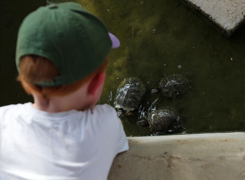 Turtles at RAK Natures Treasures