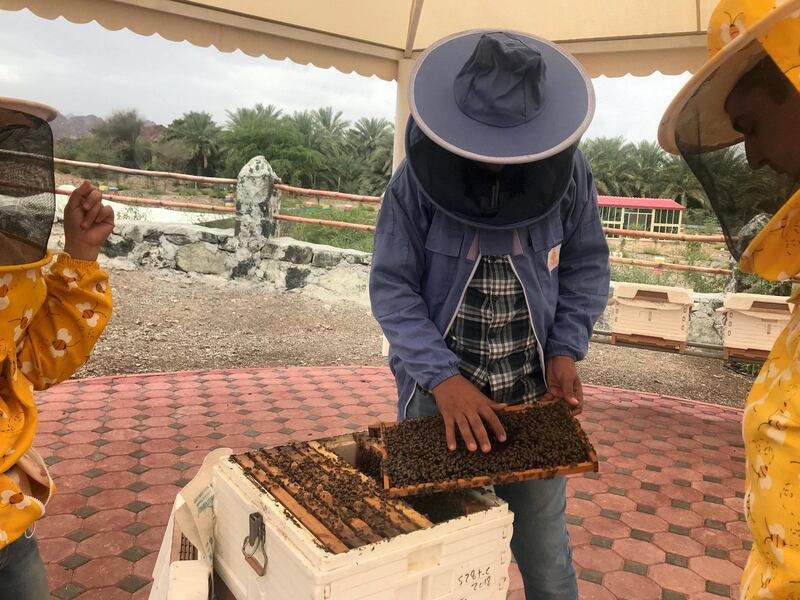 Learn everything there is to know about beekeeping at Hatta Honey Bee Garden