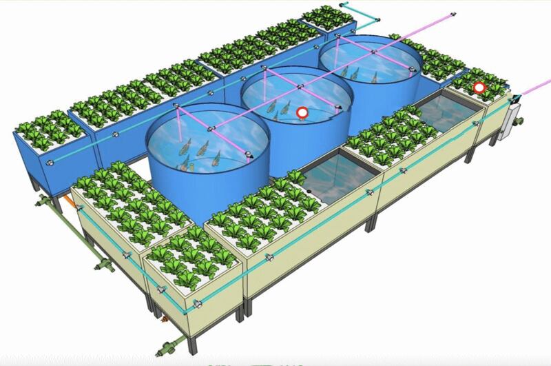 A new farm has been designed to include three kinds of agriculture, the traditional, the hydroponics and the aquaponics. Courtesy Dubai Police