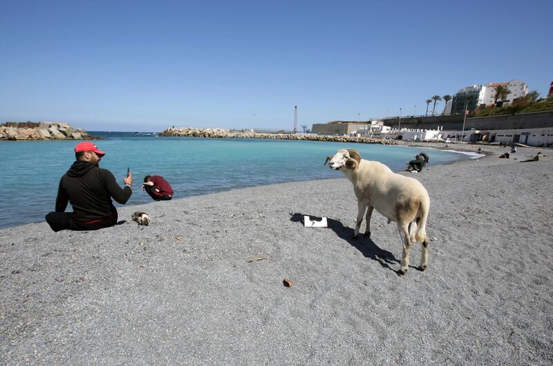 A man takes a picture of a sheep at a beach, during a lockdown to prevent the spread of coronavirus in Algiers, Algeria. Reuters
