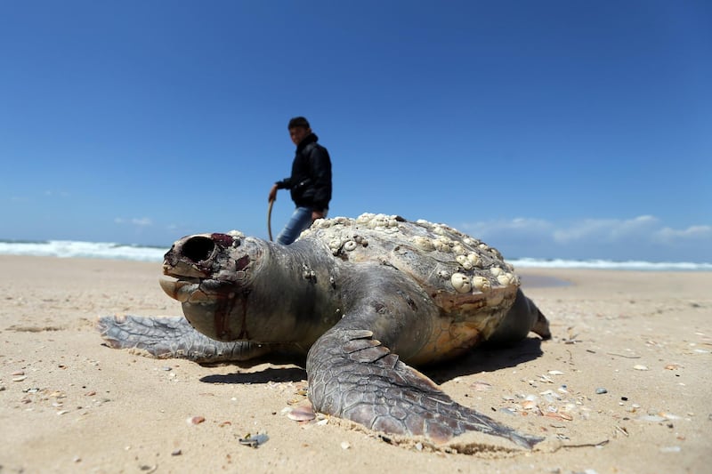 The carcass of a turtle that was washed ashore is seen on a beach in the southern Gaza Strip. Reuters