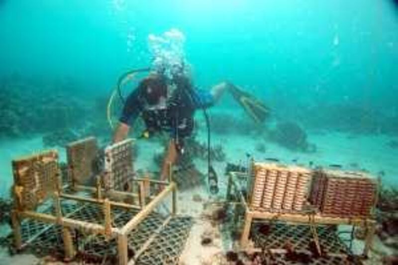 provided photo of a diver installing a coral settlement device (on the right, the little discs stacked up) at Al Dhabeiyah. The technology comes from researchers at the Tokyo University of Marine Science and Technology.
Credit: Environment Agency-Abu Dhabi