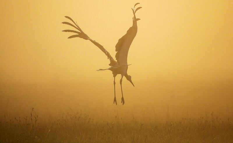 A stork is silhouetted by the rising sun in Riedlingen-Daugendorf, Germany. Thomas Warnack/AP Photo