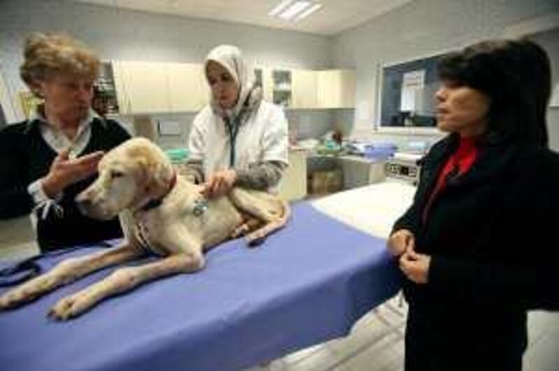 A Dog receives veterinary care by Margaret Ledger (L), Nadia Hammam (R) and Dr. Fayza (C) at the Humane Center for Animal Welfare near Amman, Jordan. (Salah Malkawi for The National) *** Local Caption ***  SM011_Animals.jpg