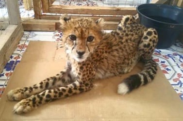 A cheetah seized in a raid. Courtesy: Cheetah Conservation Fund