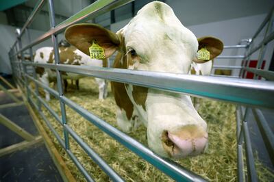 Methane emissions from cows are a significant contributor to climate change. Reuters