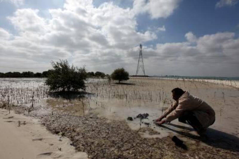 
ABU DHABI, UNITED ARAB EMIRATES Ð Feb 7,2011: Mohammed Haris one of the worker at Environment Agency Abu Dhabi planting mangrove at Jubail Island in Abu Dhabi. (Pawan Singh / The National) For News. Story by Vesela Todorova

