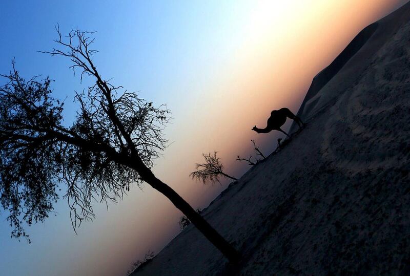 A camel is seen during sunset at a camel farm in Abu Dhabi. Marwan Naamani / AFP Photo 