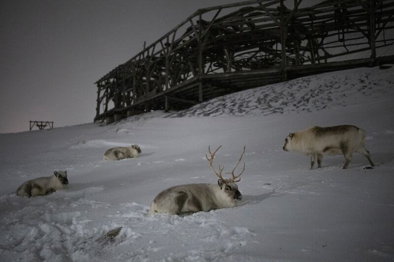 Reindeer rest beneath mining infrastructure in Longyearbyen, Norway. AP