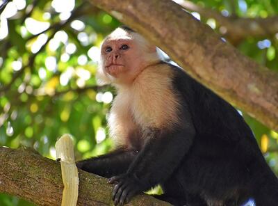 Staff are on their guard for the island's kleptomaniac monkey. Courtesy Bambuda Lodge