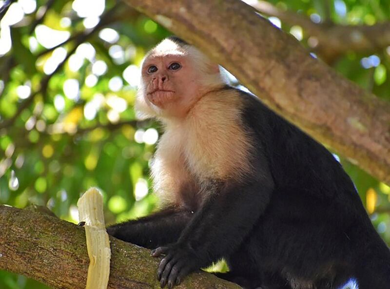 Staff are on their guard for the island's kleptomaniac monkey. Courtesy Bambuda Lodge