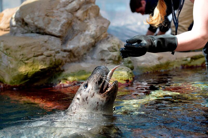 Marie Allen, Senior Trainer, tosses a fish to a seal before getting it to paintat the New England Aquarium in Boston, Massachusetts.  AFP