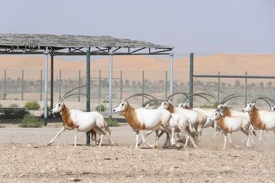 The scimitar-horned oryx at Deleika Wildlife Management Centre in Abu Dhabi. Khushnum Bhandari / The National 

