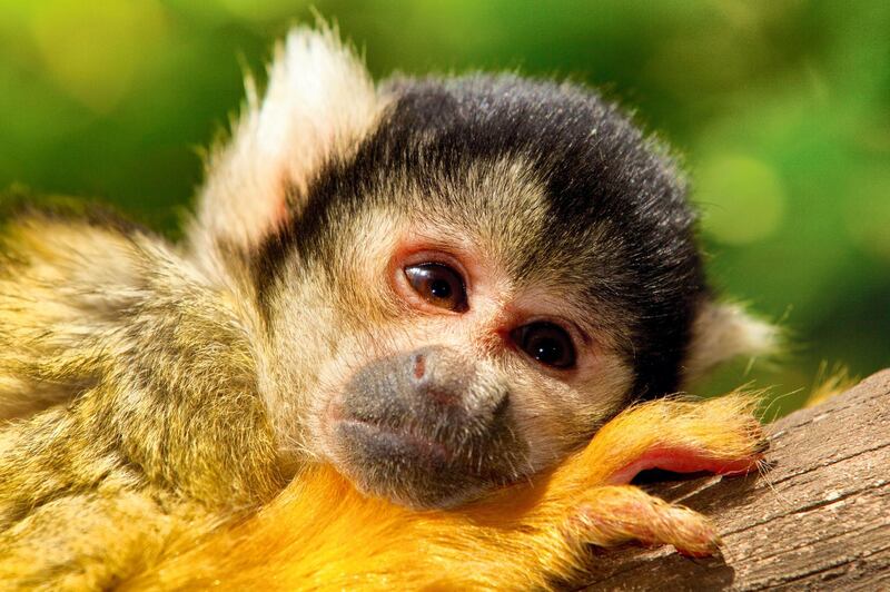 C814KC Black squirrel monkey ( Saimiri vanzolinii )