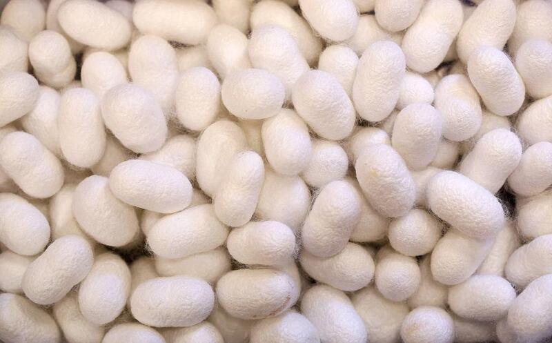 Silkworm cocoons stored in a box at the CRA agricultural research unit in Padua. Alessandro Bianchi / Reuters