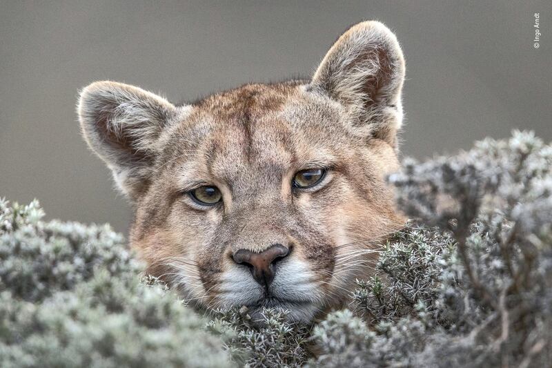 Puma (Puma concolor) curious young adult around 12 month old, Torres del Paine area, Patagonia, Chile