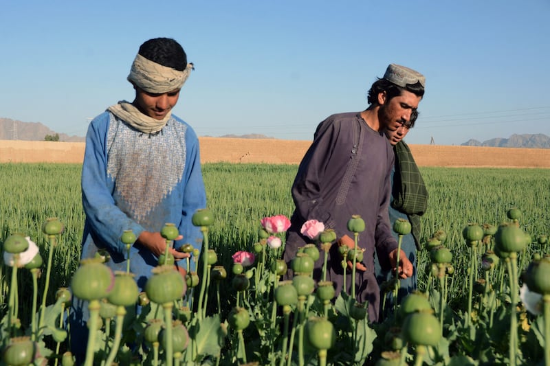 Farmers work at a poppy plantation in a field in Kandahar on April 3, 2022.  - The Taliban's supreme leader on April 3 ordered a ban on poppy cultivation in Afghanistan, warning that the hardline Islamist government would crack down on farmers planting the crop.  (Photo by Javed TANVEER  /  AFP)