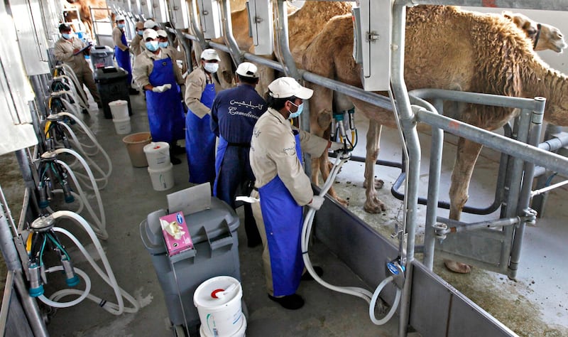 DUBAI,  UNITED ARAB EMIRATES - April 25, 2012 - Workers prepare camels for milking at the Emirates Industry for Camel Milk & Products, the largest Camel dairy in the world and producers of milk products such as 'Camelicous' near Dubai City, Dubai, April 25, 2012. (Photo by Jeff Topping/The National) 